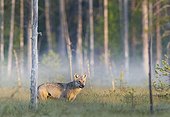 Grey wolf in a clearing - Oulu - Finland