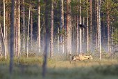 Grey wolf and common raven in a clearing - Oulu - Finland