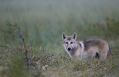 Grey wolf cub in grassland - Oulu - Finland