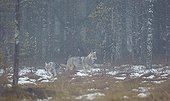 Grey wolves in the mist - Oulu - Finland