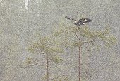 Golden eagle flying away under snow - Eastern Finland