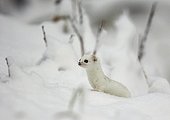 Least weasel in the snow - Eastern Finland