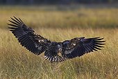 White-tailed sea eagle landing on grassland -Finnmark Norway