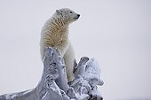 Ours polaire sur arbre échoué - Ile Barter Alaska