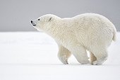 Ours polaire courant dans la neige - Ile Barter Alaska