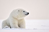 Ours polaire assis dans la neige - Ile Barter Alaska