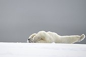 Ours polaire couché sur le dos - Ile Barter Alaska