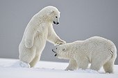 Polar bear cubs playing in the snow - Barter Island Alaska
