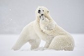 Jeunes Ours polaires jouant - Ile Barter Alaska