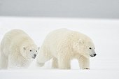 Jeunes Ours polaires dans la neige - Ile Barter Alaska