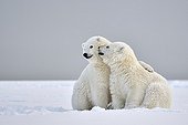 Polar bear cubs walking in the snow - Barter Island Alaska
