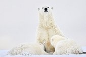 Ours polaire allaitant ses jeunes - Ile Barter Alaska
