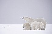 Polar bear and cubs in the snow - Barter Island Alaska