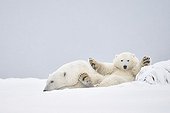 Ours polaire et jeune dans la neige - Ile Barter Alaska
