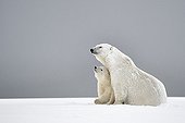Ours polaire et jeune dans la neige - Ile Barter Alaska