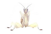 Malaysian Orchid Mantis on white background  ; Native to South-East Asia