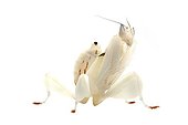 Malaysian Orchid Mantis on white background  ; Native to South-East Asia