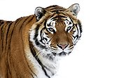 Portrait of Siberian tiger in the snow