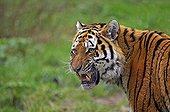 Portrait of agressive Siberian tiger 