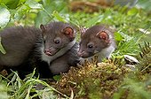 Young beech martens in the vegetation