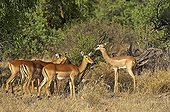 Impala and gerenuks - Samburu NR - Kenya