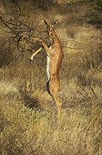 Gerenuks eating the leave of a shrub - Samburu NR - Kenya