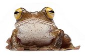 Java Flying Frog on white background