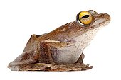 Java Flying Frog on white background
