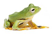 Kio Flying Frog on white background