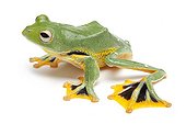 Kio Flying Frog on white background