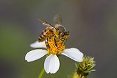Honey bee gathering nectar of a begger tick - Florida - USA