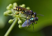 Field digger wasp attacking a greenbottle fly - England