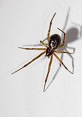 Noble false widow on white background - England ; Introduced to the UK in the late 19th Century from the Canary and Madeira islands, probably among crates of imported fruit. Britiain's most venomous spider.