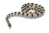 Durango King Snake on white background