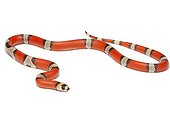 Honduran Milk Snake 'hypomélanistic tricolor'
