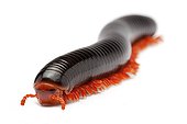 Millipede on white background