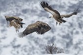 Erasian griffon vultures - Balkans mountains - Bulgaria