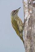 Grey-headed woodpecker male on a trunk - Central Bulgaria