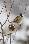 Eurasian tree sparrows on a shrub - Central Bulgaria