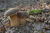 Bronzy boletes in undergrowth - France