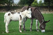 Donkey and colt in a meadow - France 