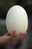 Ostrich egg in the hand of a child - France