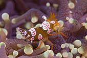 Anemone shrimp inside sea anemone - North Ari Atoll Maldives