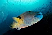 Giant Napoleonfishswimming - North Ari Atoll Maldives