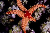 Red Mesh Starfish  on reef - Ari Atoll Maldives