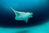 Manta ray swimming above sandy bottom - Ari Atoll Maldives