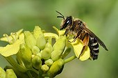 Yellow-legged Mining-bee on Mustard flower - Northern Vosges