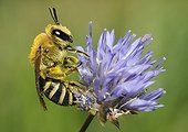 Hairy-saddled Colletes Bee on flower - Northern Vosges