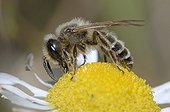 Bare-saddled Colletes on Chamomile - Northern Vosges France