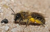 Mining Bee to his gallery - Northern Vosges France 